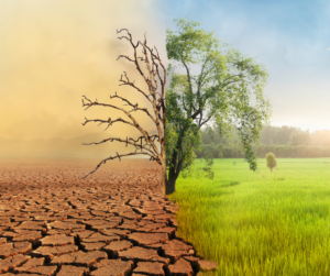 learn how you can slow climate change